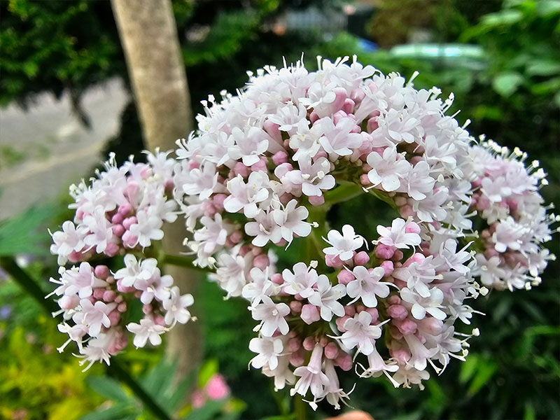 valeriaan bloemen bloei bestuiven bestuiving keukenplanten