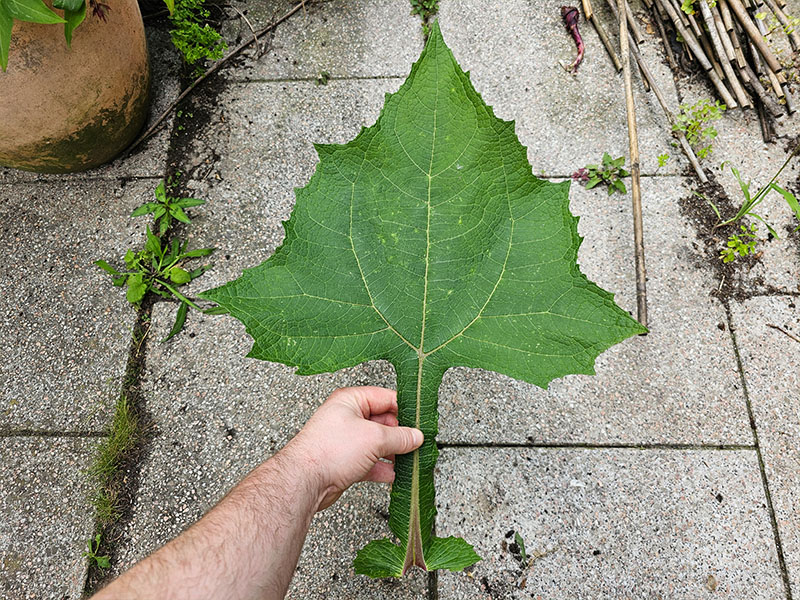 pijlvormig blad plant yacon pijlpunt blad pijlvormige bladeren appelwortel plant blaadjes