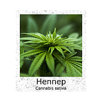 Hennep Finola Cannabis sativa zaden