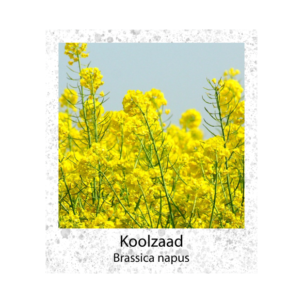 Koolzaad Brassica napus VK 100g