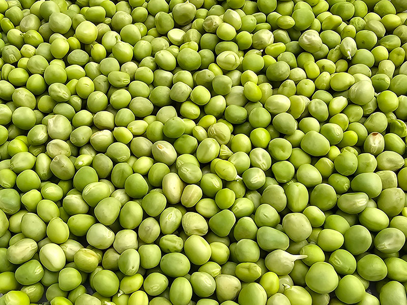 kapucijner oogsten kapucijners plukken oogsten