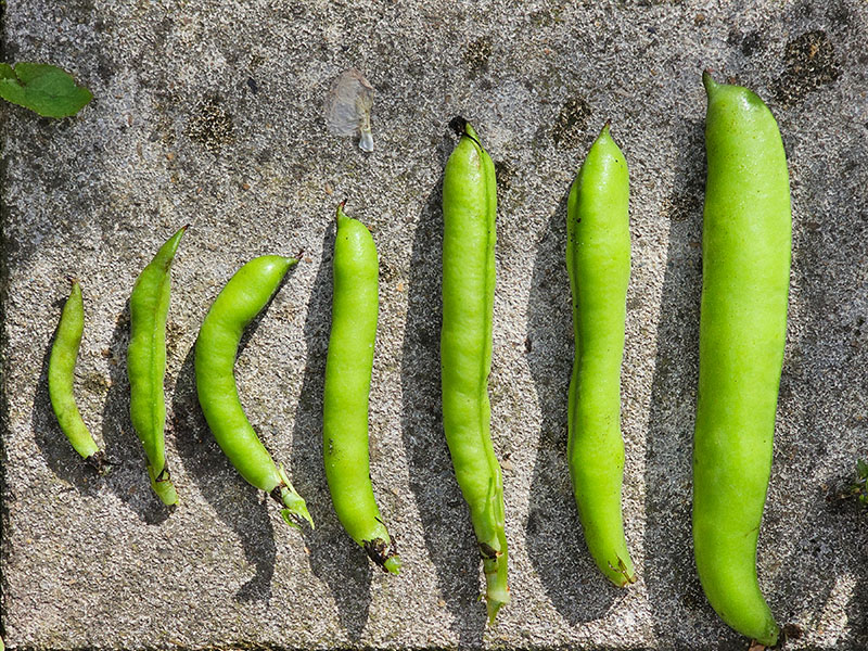 wanneer tuinbonen oogsten wanneer tuinboon plukken