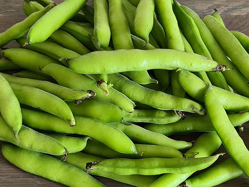 tuinbonen oogsten tuinboon plukken oogsten