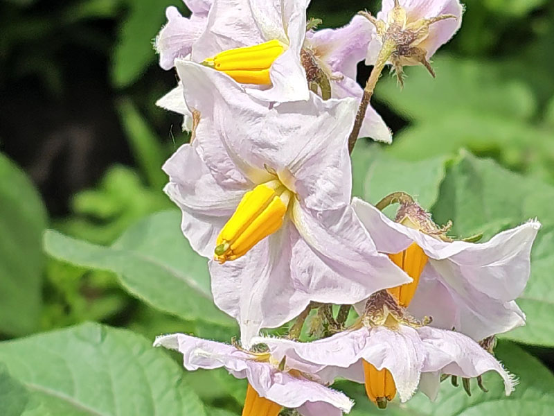 aardappel bloemen herkennen