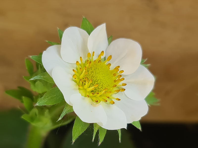 aardbei bloemen herkennen