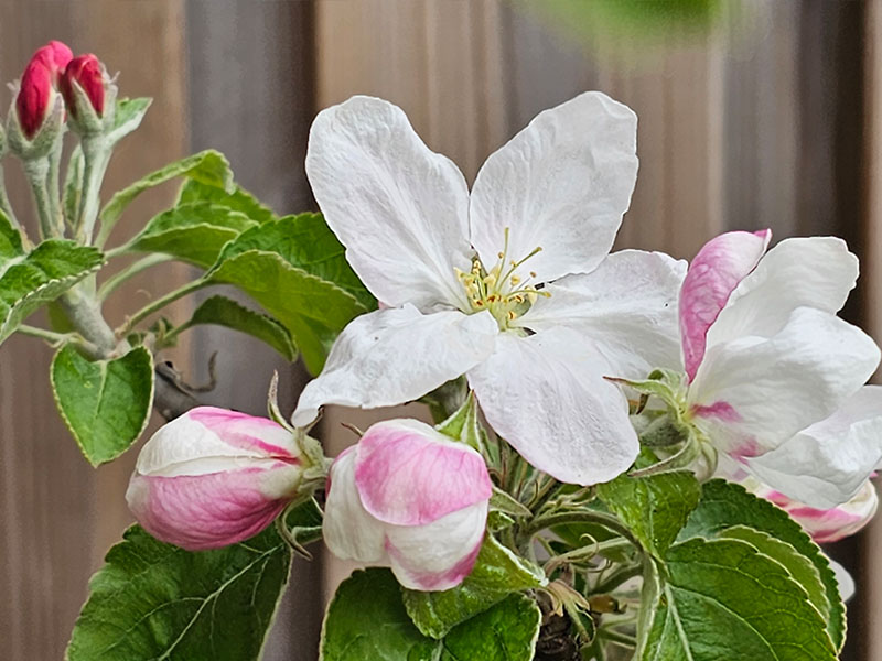 appel bloemen herkennen