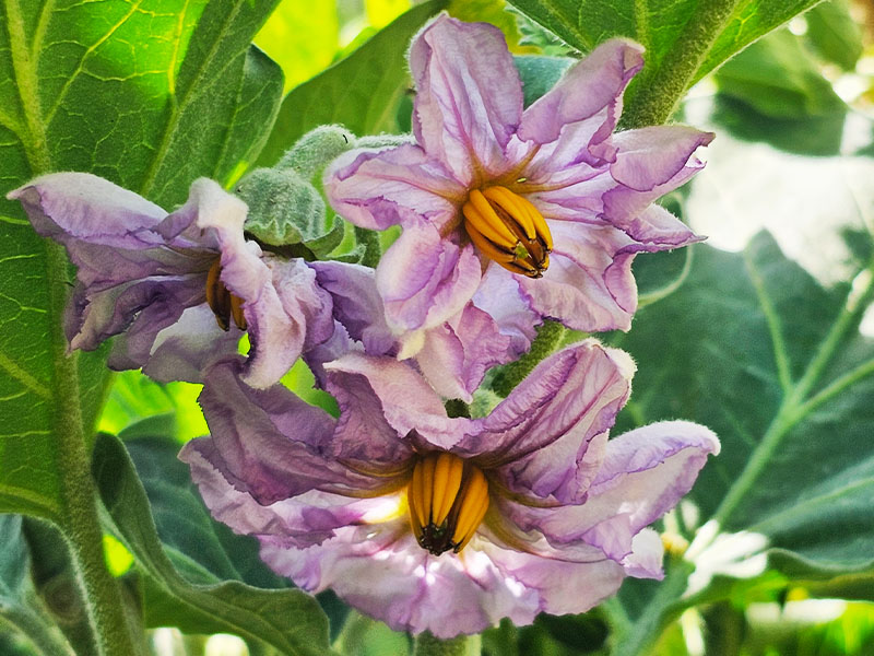 aubergine bloemen herkennen