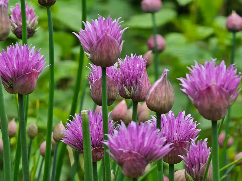 bieslook bloemen herkennen