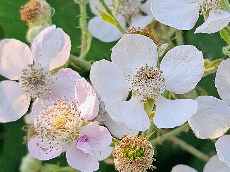 braam bloemen herkennen