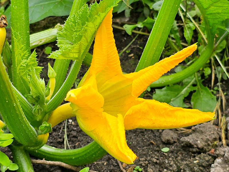 courgette bloemen herkennen