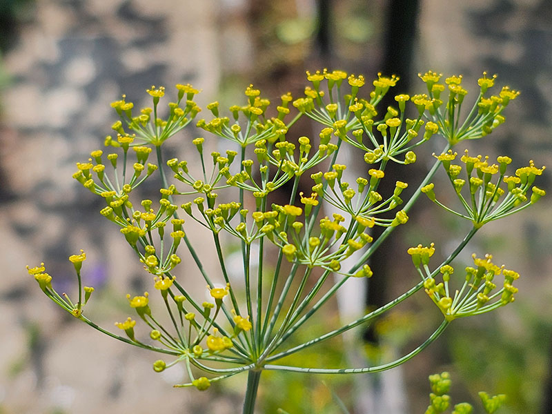 dille bloemen herkennen