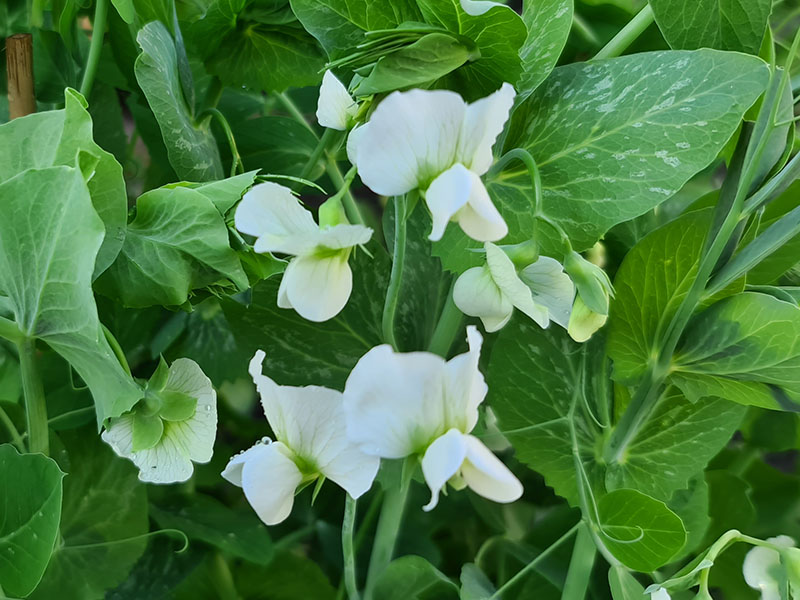 doperwten bloemen herkennen