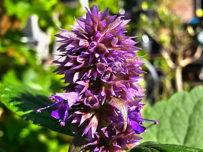 dropplant bloemen herkennen