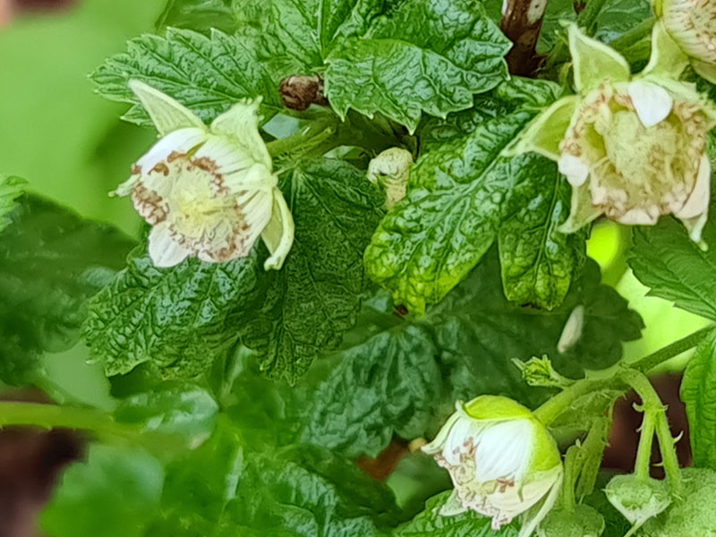 framboos bloemen herkennen