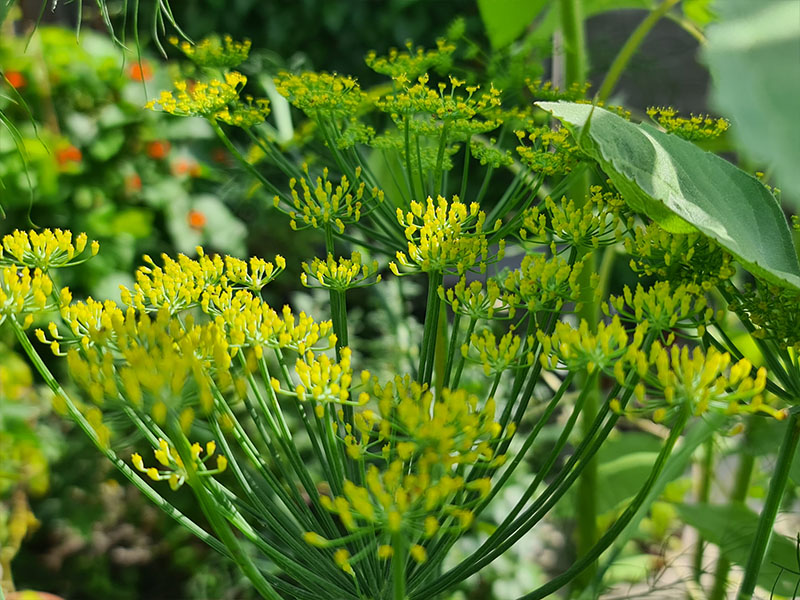 knolvenkel bloemen herkennen