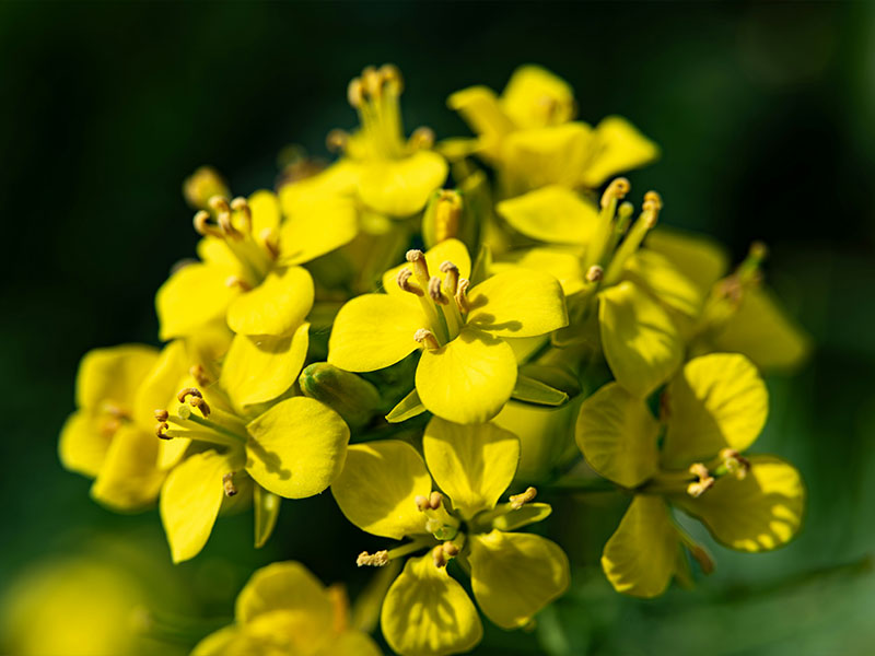 koolzaad bloemen herkennen