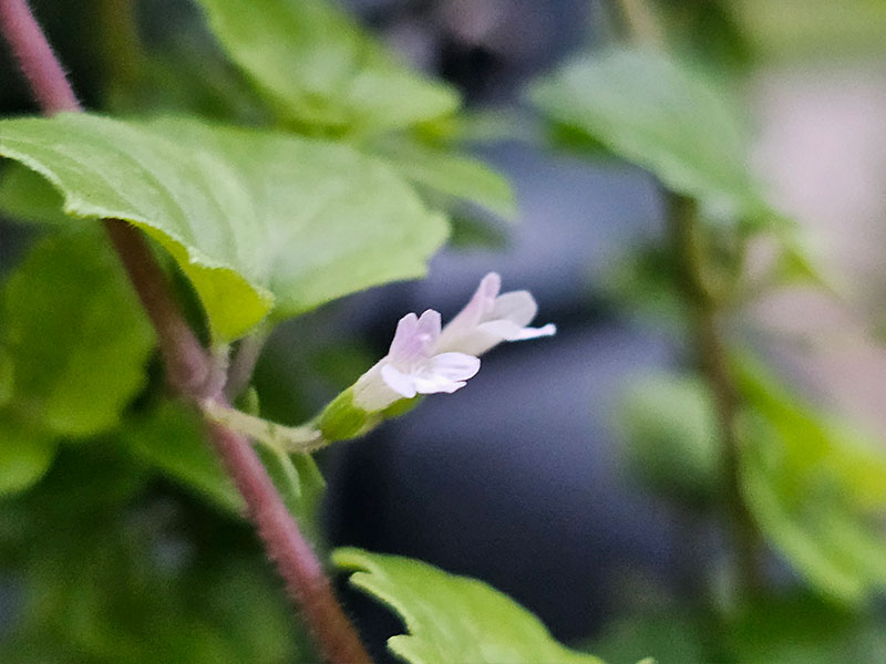 kruipmunt bloemen herkennen