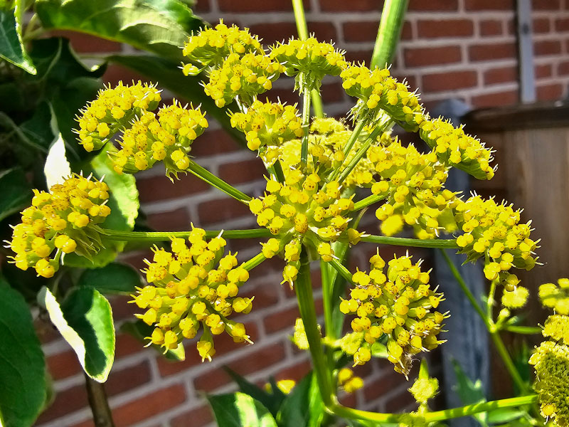 lavas bloemen herkennen