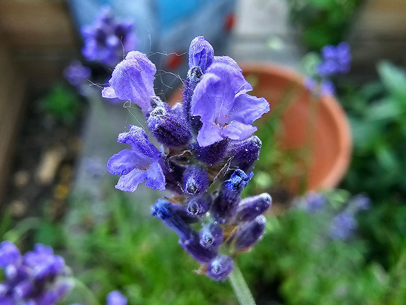 lavendel bloemen herkennen