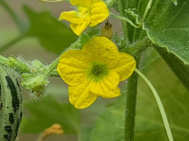 Bloemen herkennen: van welk plantje zijn deze bloemen?