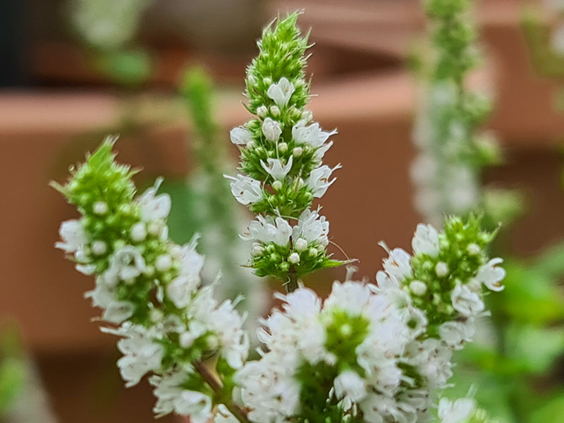 munt bloemen herkennen