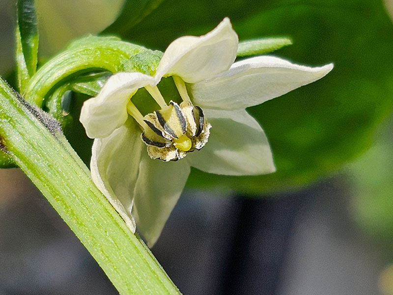 paprika bloemen herkennen