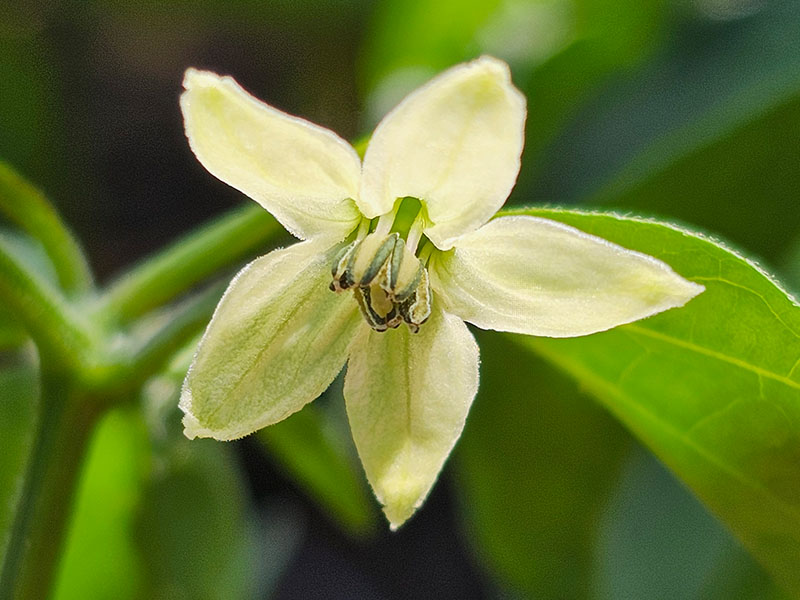 peper bloemen herkennen