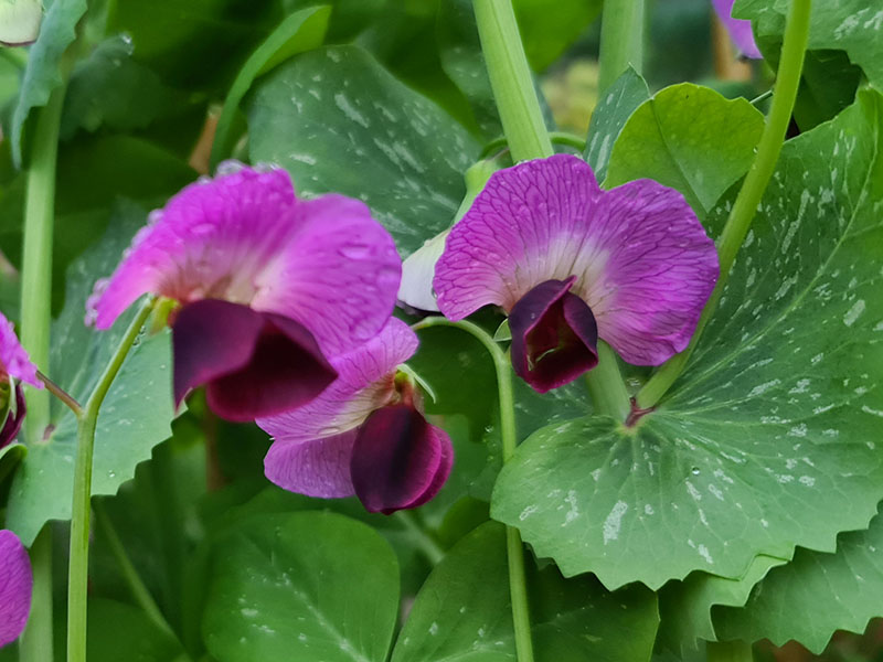 peulen bloemen herkennen