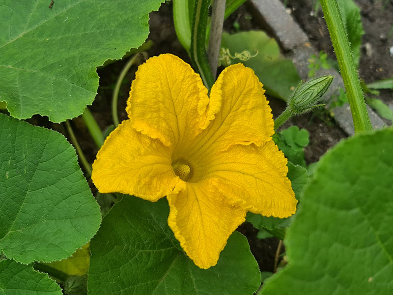 pompoen bloemen herkennen