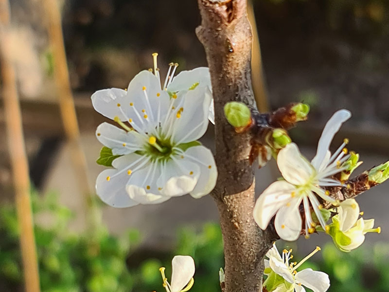 pruim bloemen herkennen