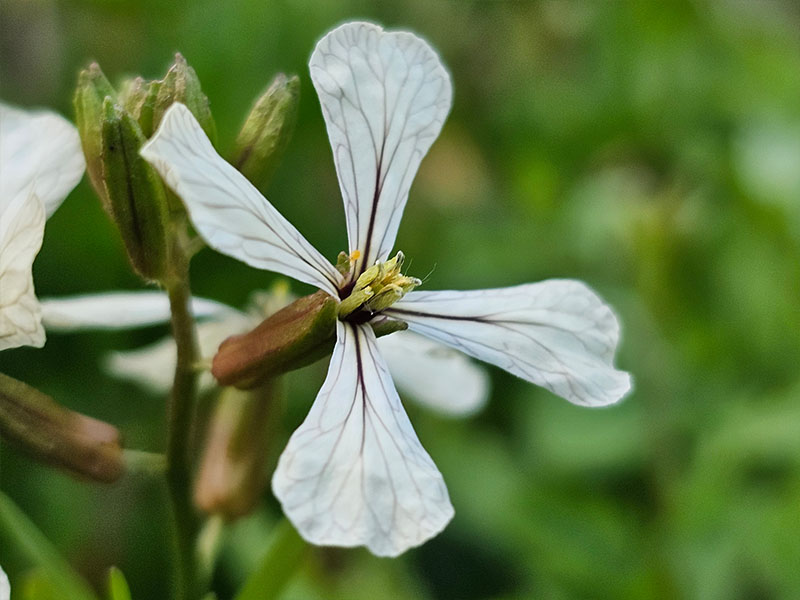 rucola bloemen herkennen