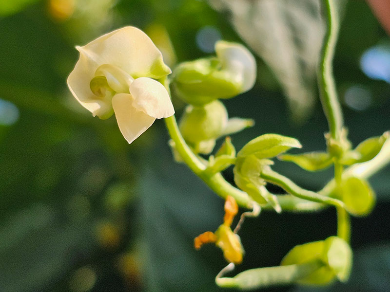 slabonen bloemen herkennen