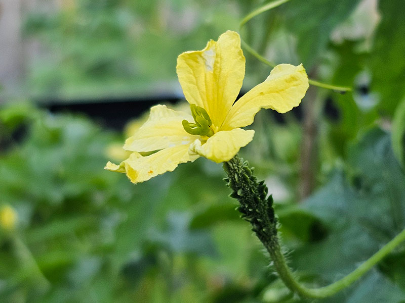 sopropo bloemen herkennen