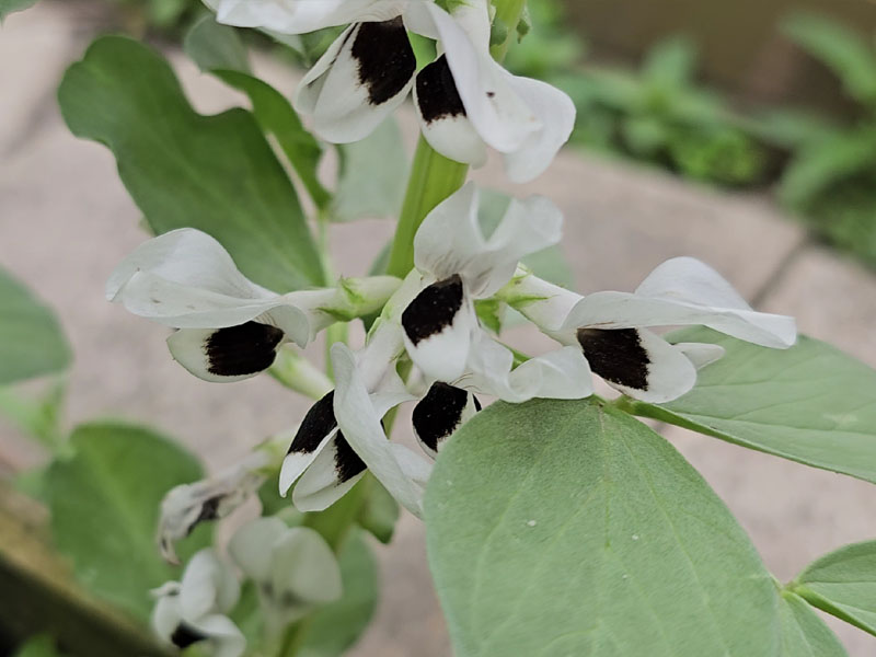 tuinbonen bloemen herkennen