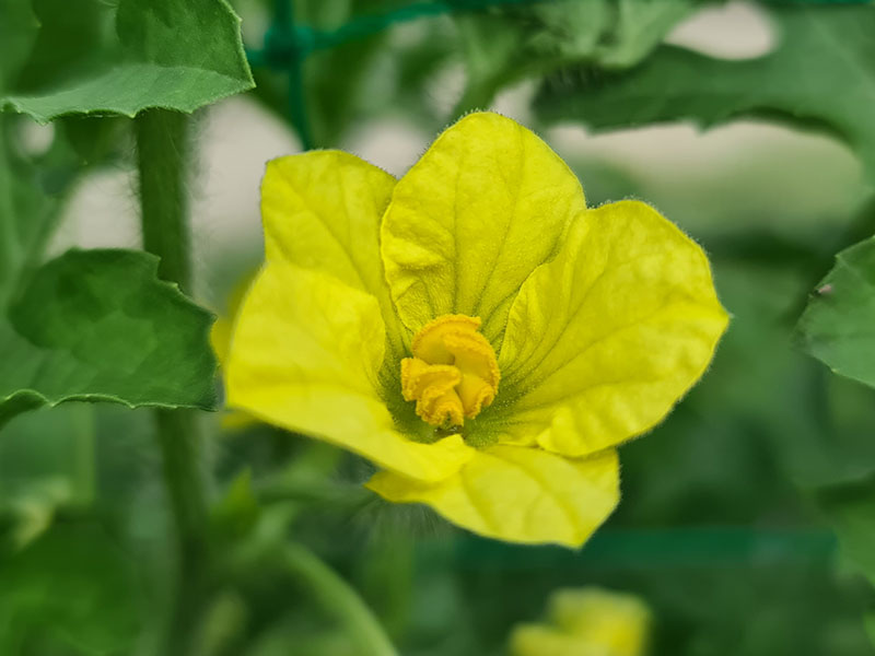 watermeloen bloemen herkennen