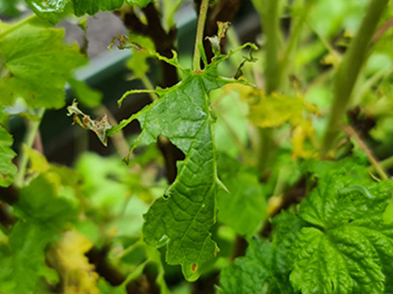 voorbeeld gaten in bladeren door rupsen bij planten